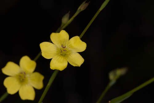 Linum floridanum #3